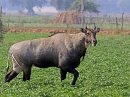 નીલ ગાય । Blue cow । नील गाय । AGN । allgujaratnews.in । Gujarati News ।