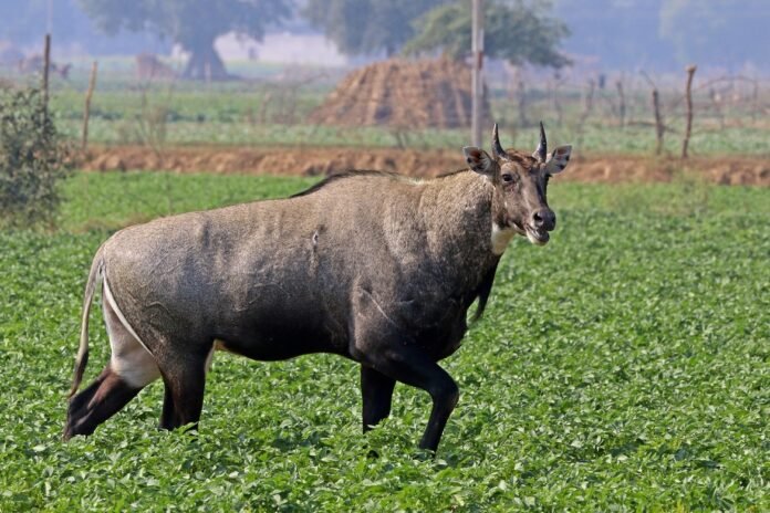 નીલ ગાય । Blue cow । नील गाय । AGN । allgujaratnews.in । Gujarati News ।