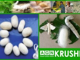 Silk । રેશમ । 1 । AGN । allgujaratnews.in । Gujarati News ।