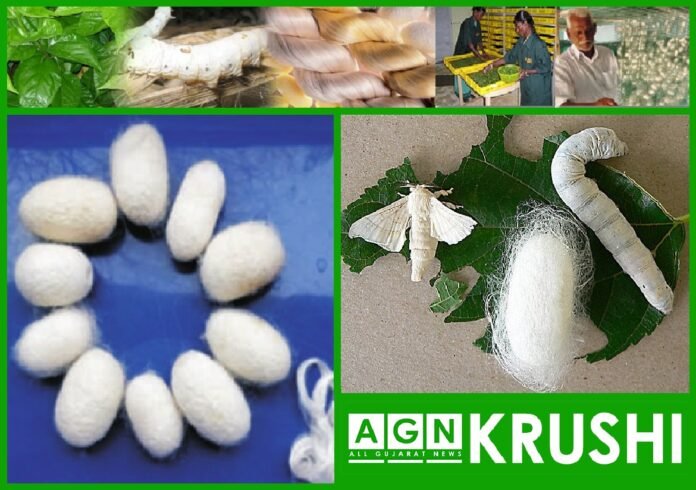 Silk । રેશમ । 1 । AGN । allgujaratnews.in । Gujarati News । Silk । રેશમ । 1 । AGN । allgujaratnews.in । Gujarati News ।