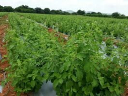 tulsi