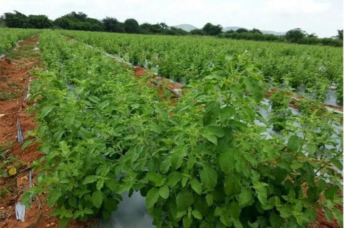tulsi