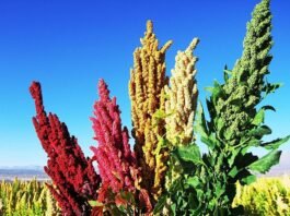 Quinoa