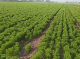 cultivation of cumin