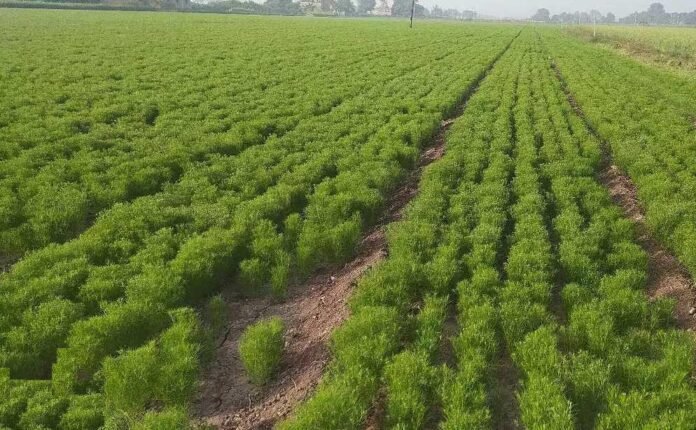 cultivation of cumin
