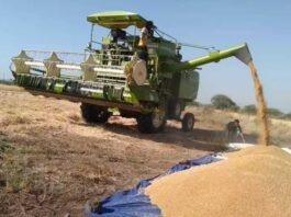 wheat