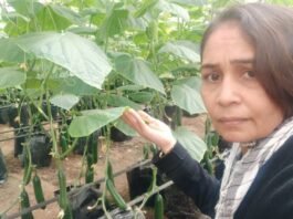 SAROJBEN PATEL, MAHESANA