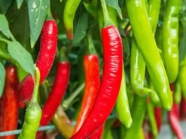 मिर्च CHILLI
