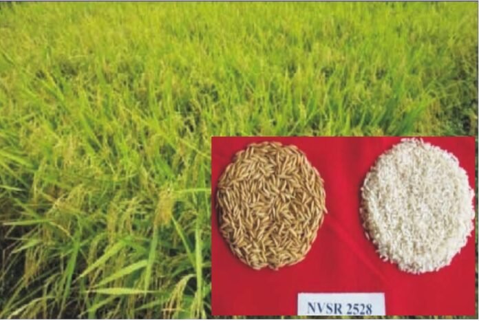 devli new rice