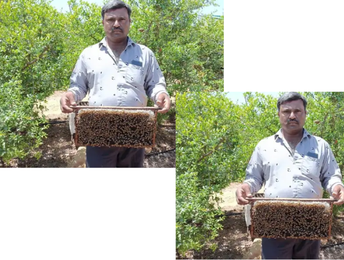 મધ જામનગર