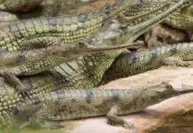 Kamleshwar Dam is the only place in the country with 1200 crocodiles